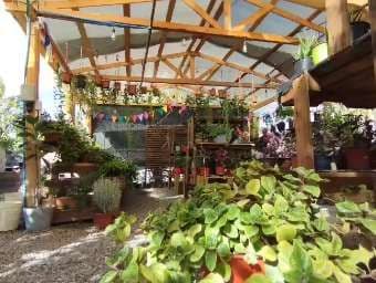 Vivero Anunkawe